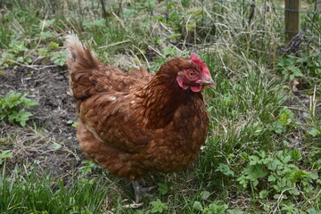 Close up of red chicken on a farm in nature.