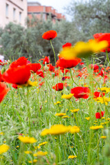 Obraz premium Close up of a field of poppies in the countryside.
