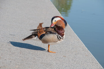 Mandarin duck on a gray stone by the river
