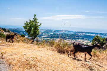 Fototapeta na wymiar Capre al pascolo con panorama su strada di montagna