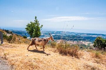 Capre al pascolo con panorama su strada di montagna