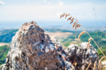 Spiga secca di erba selvatica con sfondo di roccia sfocato