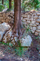 Radici di albero di pino su roccia accanto a muro di mattoni a secco