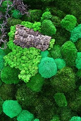 Detail of green wall texture made from various kinds of moss plants with piece of wood as...
