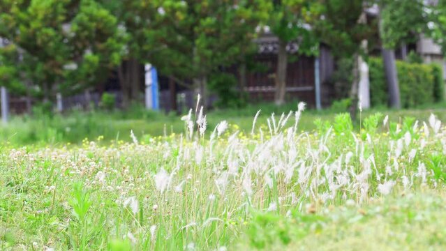 風に揺れるチガヤの穂