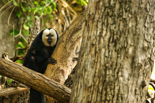 lustiger Affe im Baum 