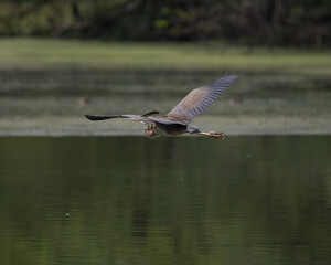 Purple Heron Flying