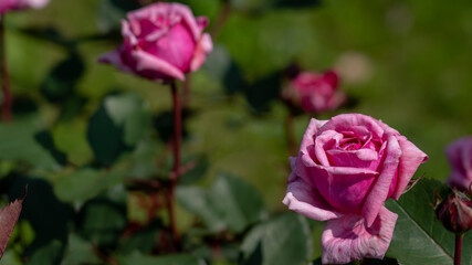 薔薇は枯れる前も美しい