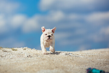 Gorgeous white english bulldog puppy