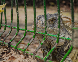 Portrait of an Iguana