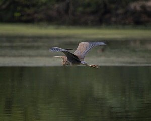 Purple Heron Flying