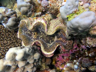 Giant clam of the red sea