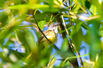 Prinia Wildlife Bird Animal