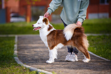 Red white laika dog outdoors.