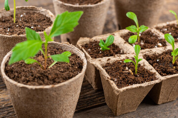 Potted flower seedlings growing in biodegradable peat moss pots on wooden background. Zero waste,...