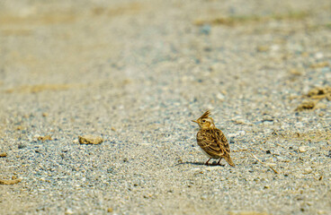 甲高い声で鳴くヒバリ