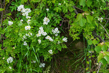 Fototapeta na wymiar 野原に咲く白い野バラ