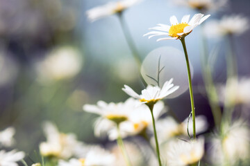 Beautiful chamomile flower in meadow. Macro. Nature scene with blooming daisy in sun flares.