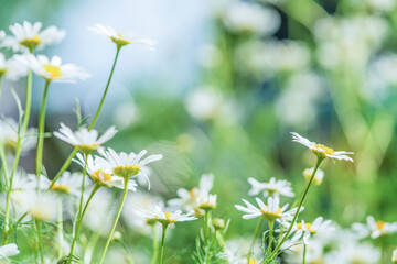 Chamomile flower field. Chamomile in the nature