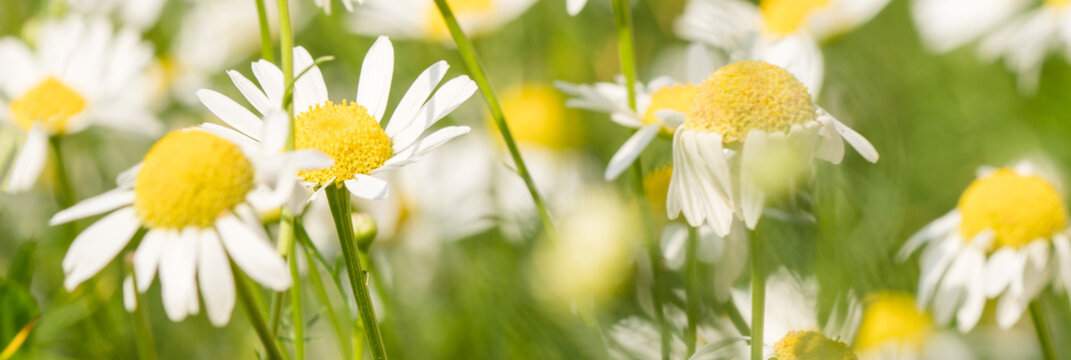 Banner of chamomile in meadow. Macro photography