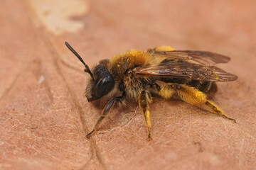 Closeup on a female of the endangered groove faced mining bee, Andrena angustior sitting on a dried leaf