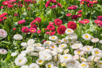 White and red daisy flowers blooming in the lawn during spring. Bellis perennis Pomponette English Daisy © Damian Pawlos