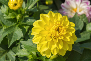 Close-up of the yellow dahlia flower head on a sunny spring day