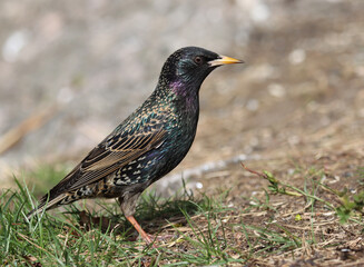 starling