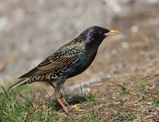 starling