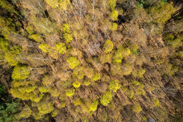Lush Green Trees in Forest at Spring. Drone View