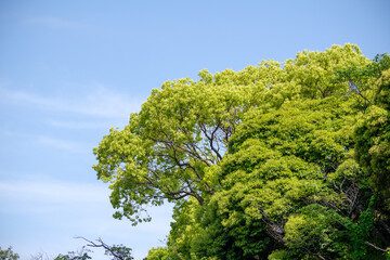 東京港区南青山2丁目の風景