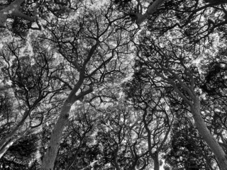 crown shyness