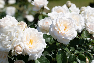 薔薇
