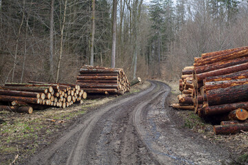 wycinka lasu - pocięte bale drewniane ułożone przy leśnej drodze gotowe do wywozu - obrazy, fototapety, plakaty