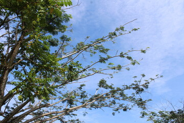 branches against blue sky