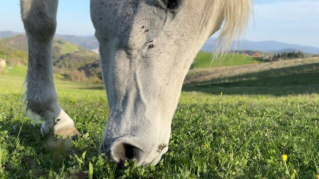Close up shot of a white o grey arab horse grazing the grass in a lawn, pulling the blades with his teeth. Spring day in the countryside, peaceful moment. 