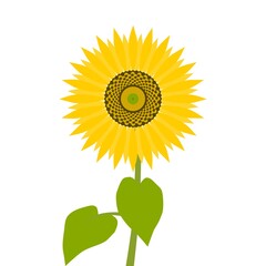 シンプルな向日葵のイラスト素材