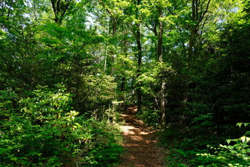 新緑の雑木林