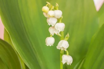 Fototapeten 白いスズランの花のアップ、横フレームピンクバックコピースペースあり © amip-