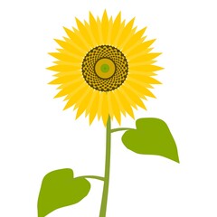 シンプルな向日葵のイラスト素材