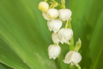 Fototapeta na wymiar 白いスズランの花のアップ、コピースペース有、横フレーム