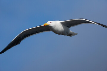 Le regard du goéland