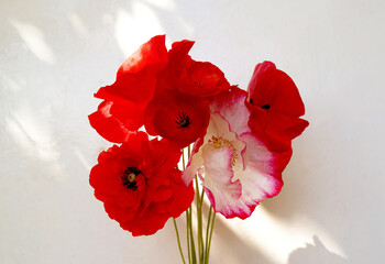 Poppy flowers on the white wall backgraund with contrast shadows