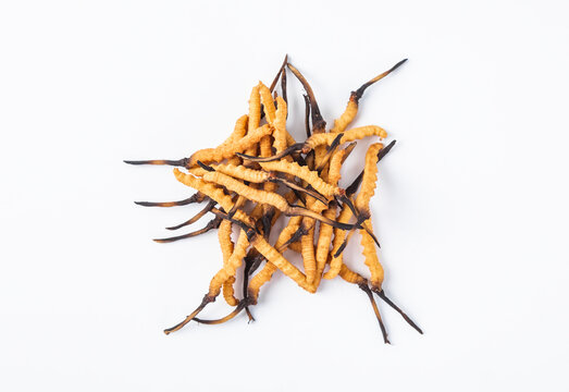 Photography of cordyceps sinensis, a nourishing Chinese herb