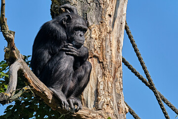 Westafrikanischer Schimpanse ( Pan troglodytes verus ).
