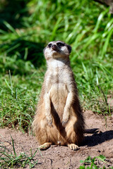 Erdmännchen ( Suricata suricatta ).