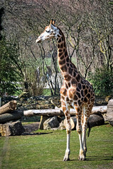 Rothschildgiraffe ( Giraffa camelopardalis rothschildi ).