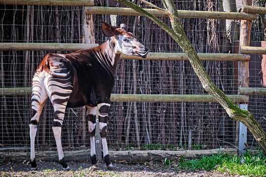 Okapi ( Okapia johnstoni ).