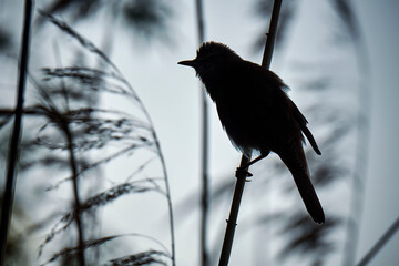 Silhouette eines Drosselrohrsängers ( Acrocephalus arundinaceus ).