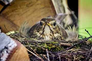 Brütende Singdrossel ( Turdus philomelos ).